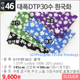 대폭DTP30수 흰국화 퍼플