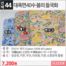 대폭면40수 봄의 들국화 옐로우